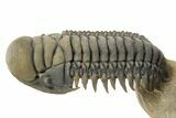 Colorful Crotalocephalina Trilobite with Enrolled Reedops #311503-4